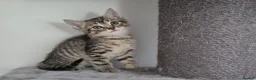 Mixed Breed cats for sale: Kittens  - Advert 10