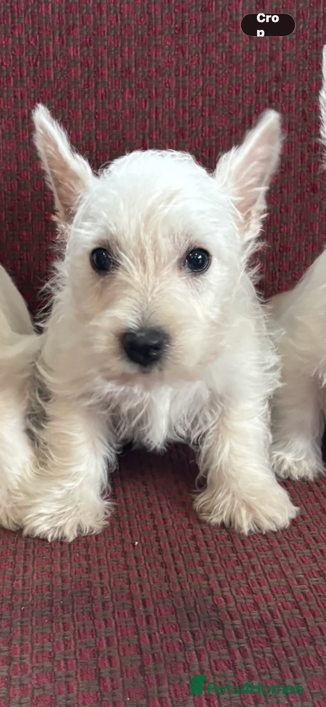 West Highland Terrier dogs for sale: KC REGISTERED WEST HIGHLAND TERRIERS - Advert 3