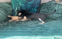 Chihuahua dogs for sale: Stunning chihuahua puppies  - Image 11