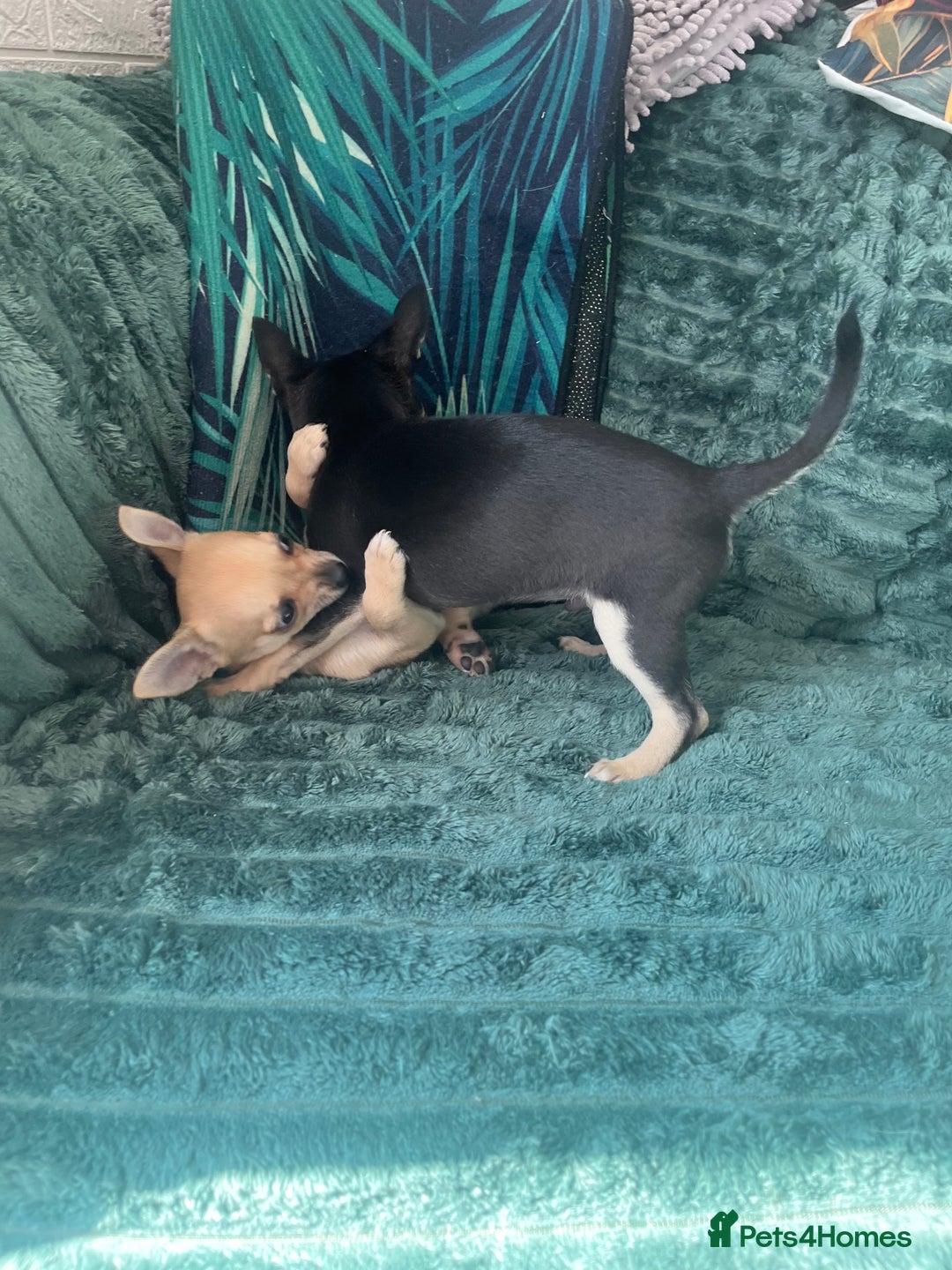 Chihuahua dogs for sale: Stunning chihuahua puppies  - Image 11