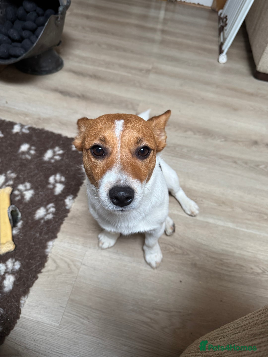 Jack Russell dogs for stud: Derek the Jack Russell looking for the ladies!  - Advert 5