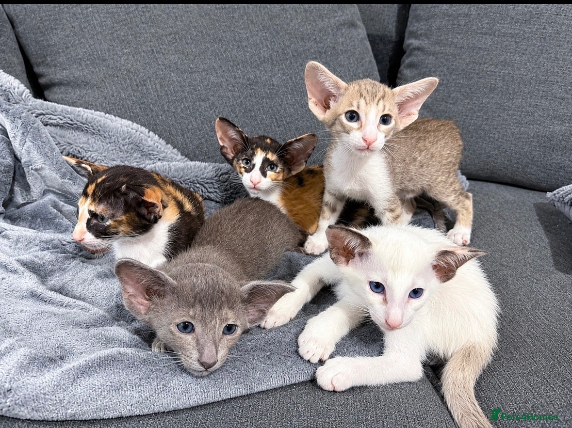 Siamese cats 🐾 **Gorgeous Oriental Shorthair & Siamese Kittens - Advert 2