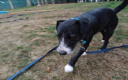 Mixed Breed dogs for adoption: Lovely JR & Patterdale BERTIE - for a  Loving Home - Image 7