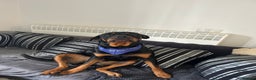 Rottweiler dogs for sale: Rottweiler puppies ready to leave now !!!! - Advert 9
