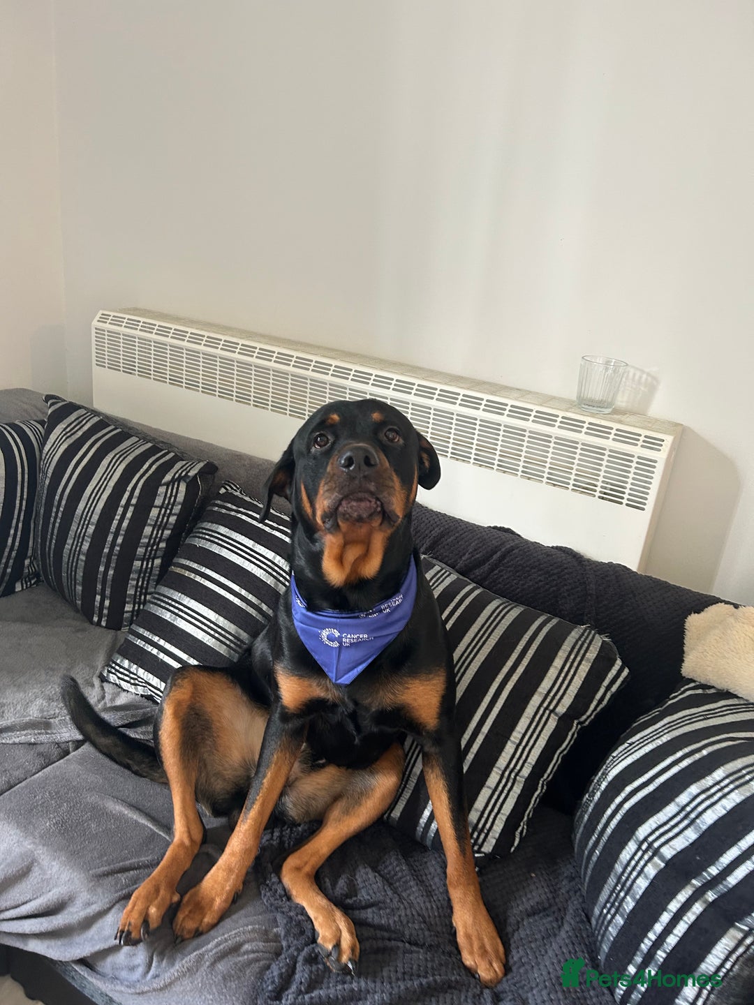 Rottweiler dogs for sale: Rottweiler puppies ready to leave now !!!! - Advert 9