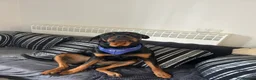 Rottweiler dogs for sale: Rottweiler puppies, only 2 girls left! Ready now  - Advert 9