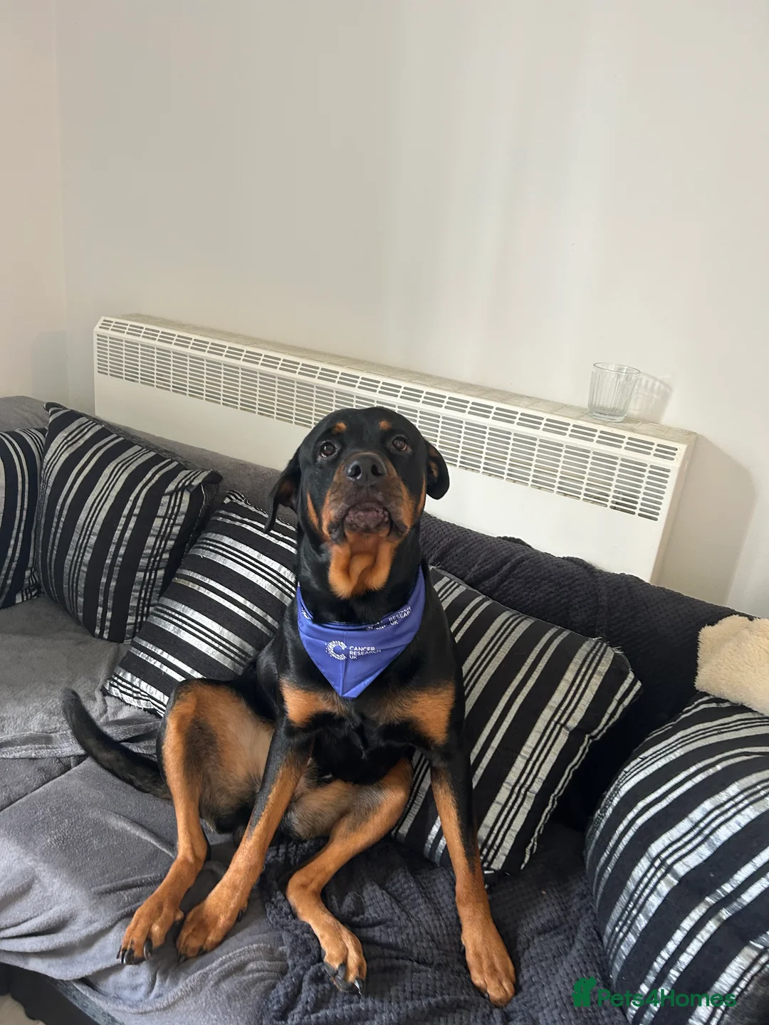 Rottweiler dogs for sale: Rottweiler puppies, only 2 girls left! Ready now  - Advert 9