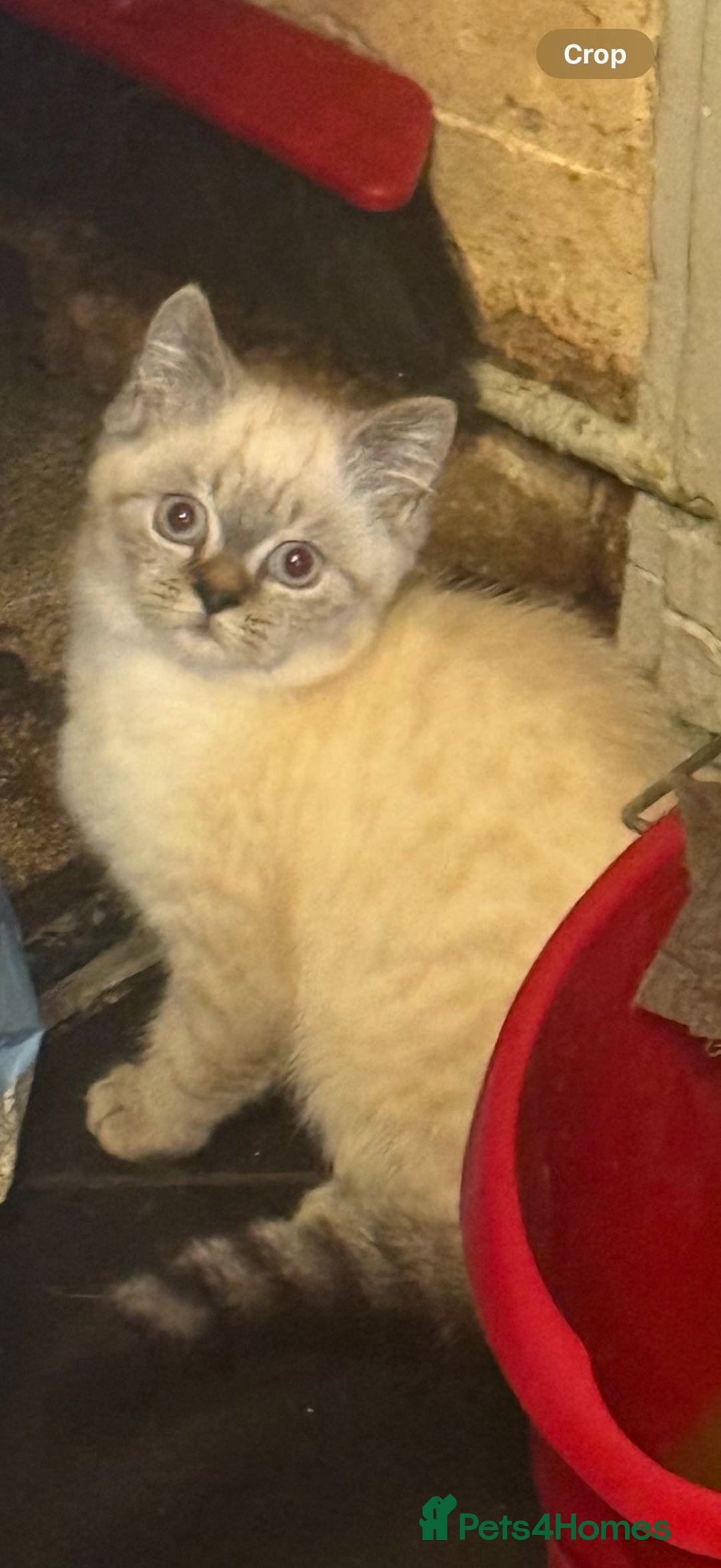 Himalayan cats for sale: Hymalain person x British shorthair  - Image 2