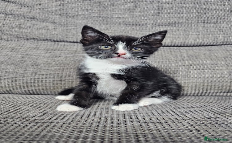 Mixed Breed cats - Advert 7