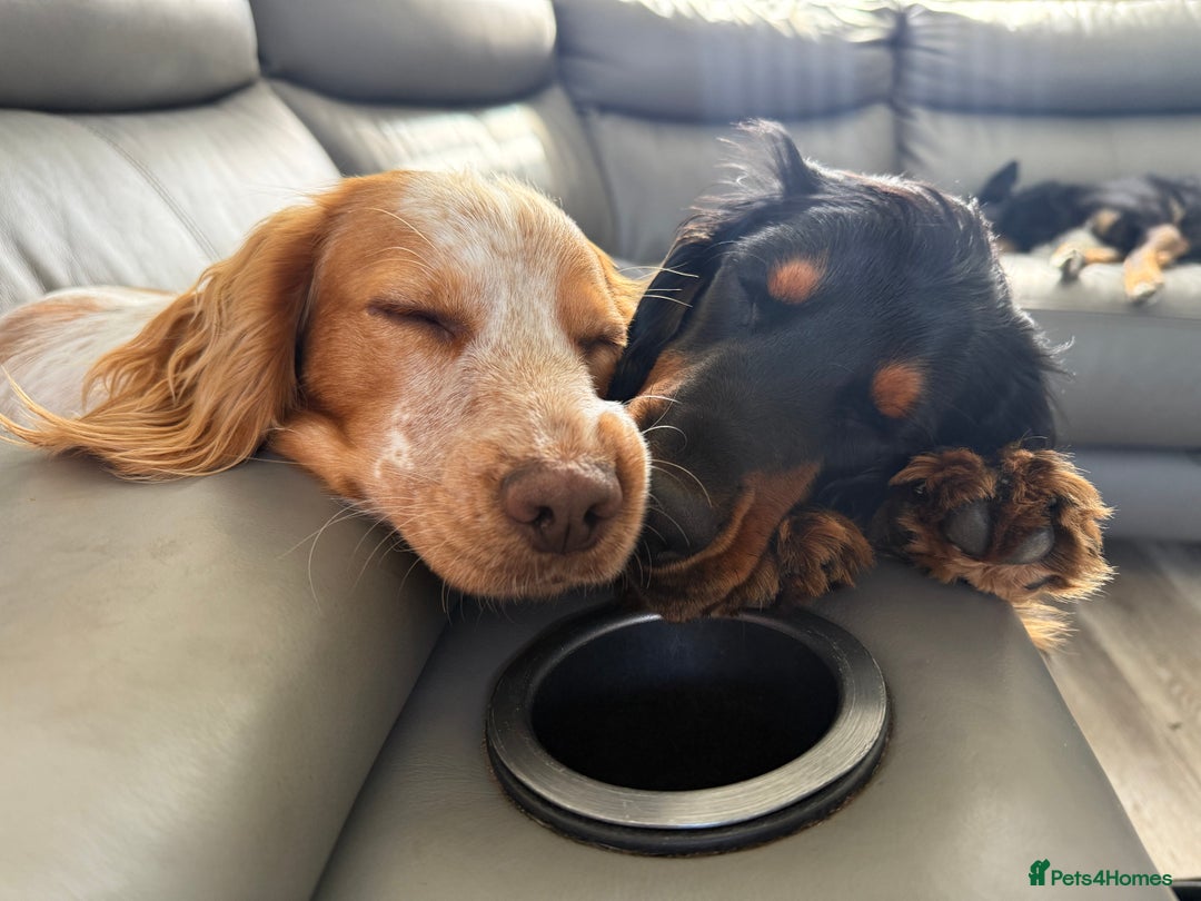 Cocker Spaniel dogs for sale: Puppies Cocker spaniel for sale - Advert 11