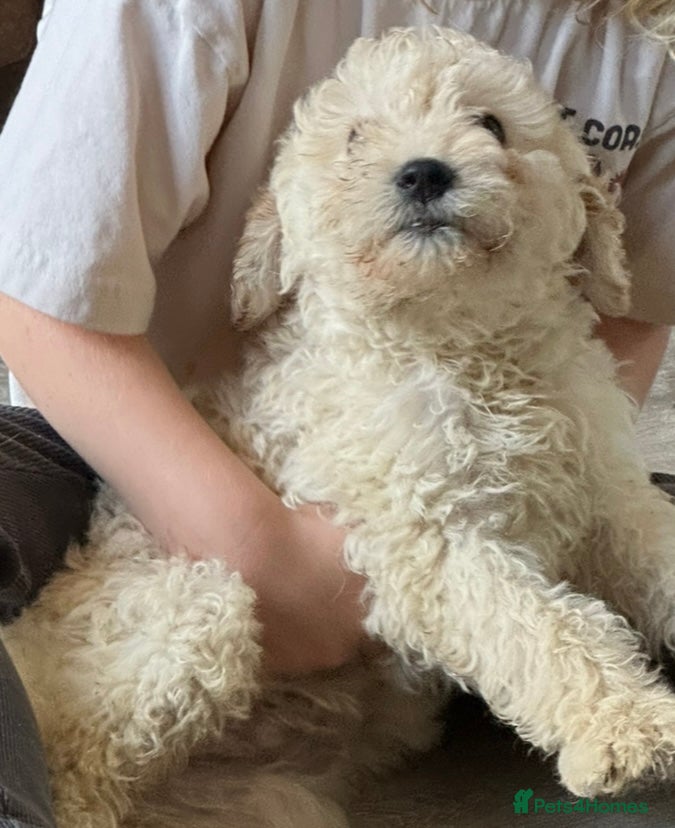 Labradoodle dogs Two gorgeous male labradoodles 💙💙 - Advert 9