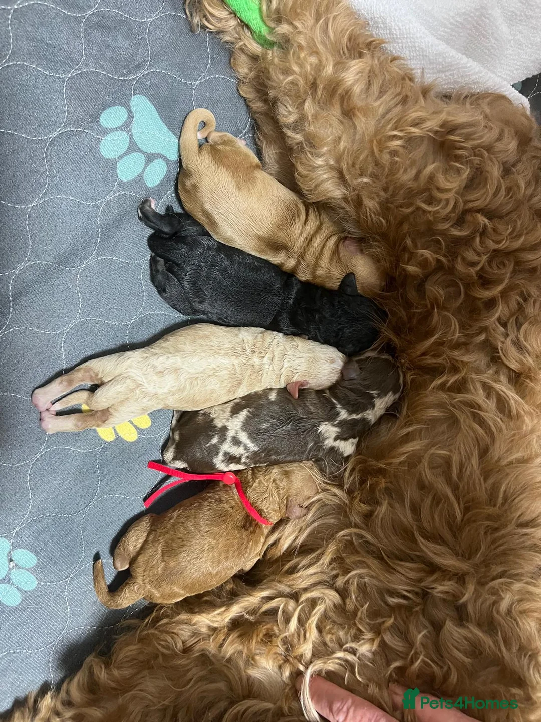 Miniature Poodle dogs for stud: 💥FOR STUD💥 CHOC MERLE PHANTOM MIN POODLE in Doncaster - Advert 25