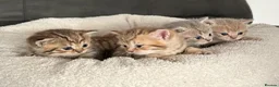 British Shorthair cats for sale: Gorgeous British shorthair kittens  - Advert 22