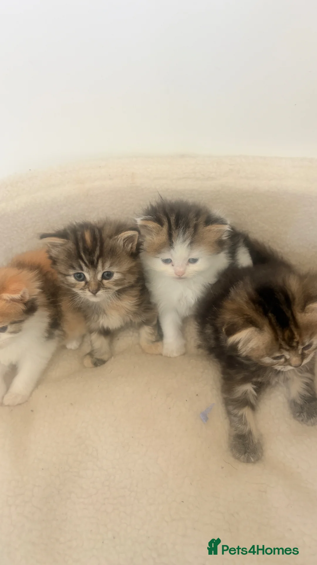 Persian cats for sale: Persian x ragdoll long hairs kittens  - Advert 8