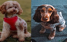 Cockapoo dogs for sale: Expecting Cockapoo puppies - Image 1