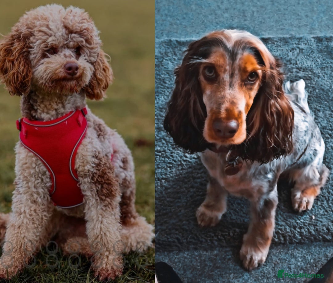 Cockapoo dogs for sale: Expecting Cockapoo puppies - Image 1