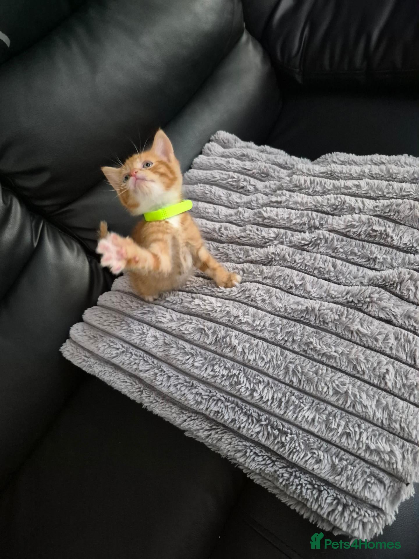 Mixed Breed cats Ginger kittens ready to leave today - Advert 2