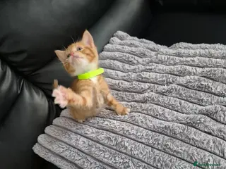 Mixed Breed cats Ginger kittens ready to leave today - Advert 2
