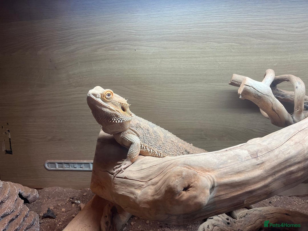 Bearded Dragon reptiles for sale: Bearded Dragon for Sale - Advert 1