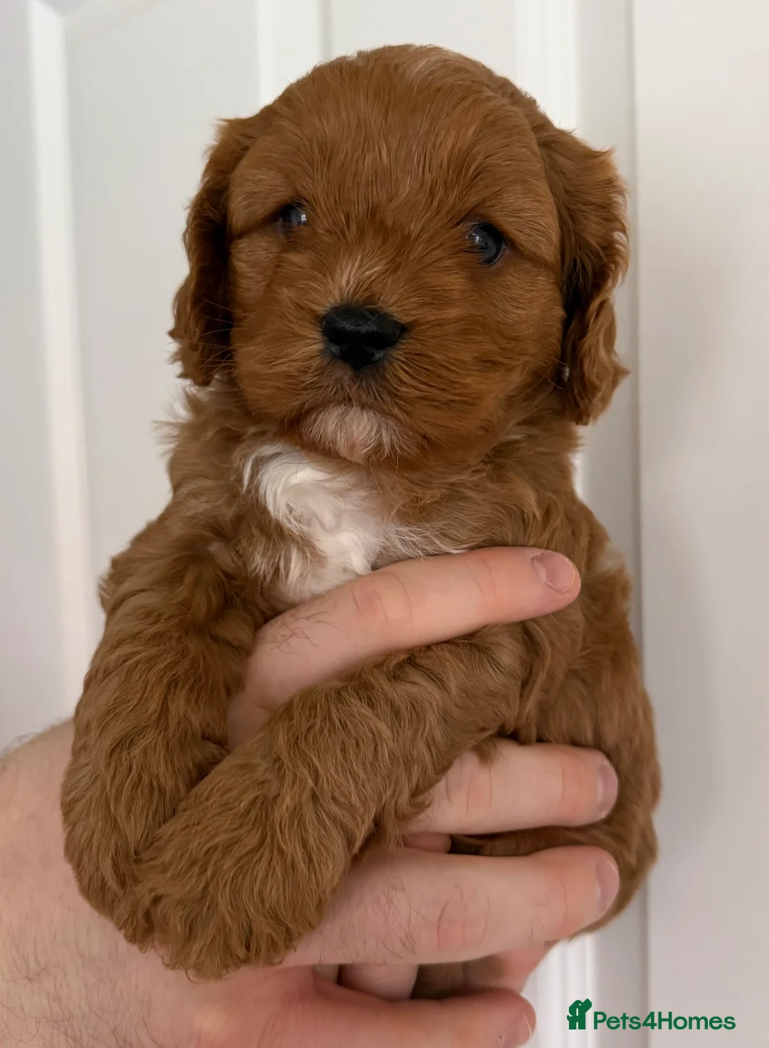 Cavapoo dogs for sale: Beautiful f1 cavapoo puppies  - Advert 5
