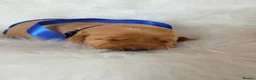 Labrador Retriever dogs for sale: Exceptional Health-Tested Purebred Labrador Puppys - Advert 7