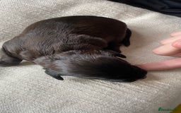Jackapoo dogs for sale: Gorgeous Jackapoo Puppies Ready 17th November - Image 11