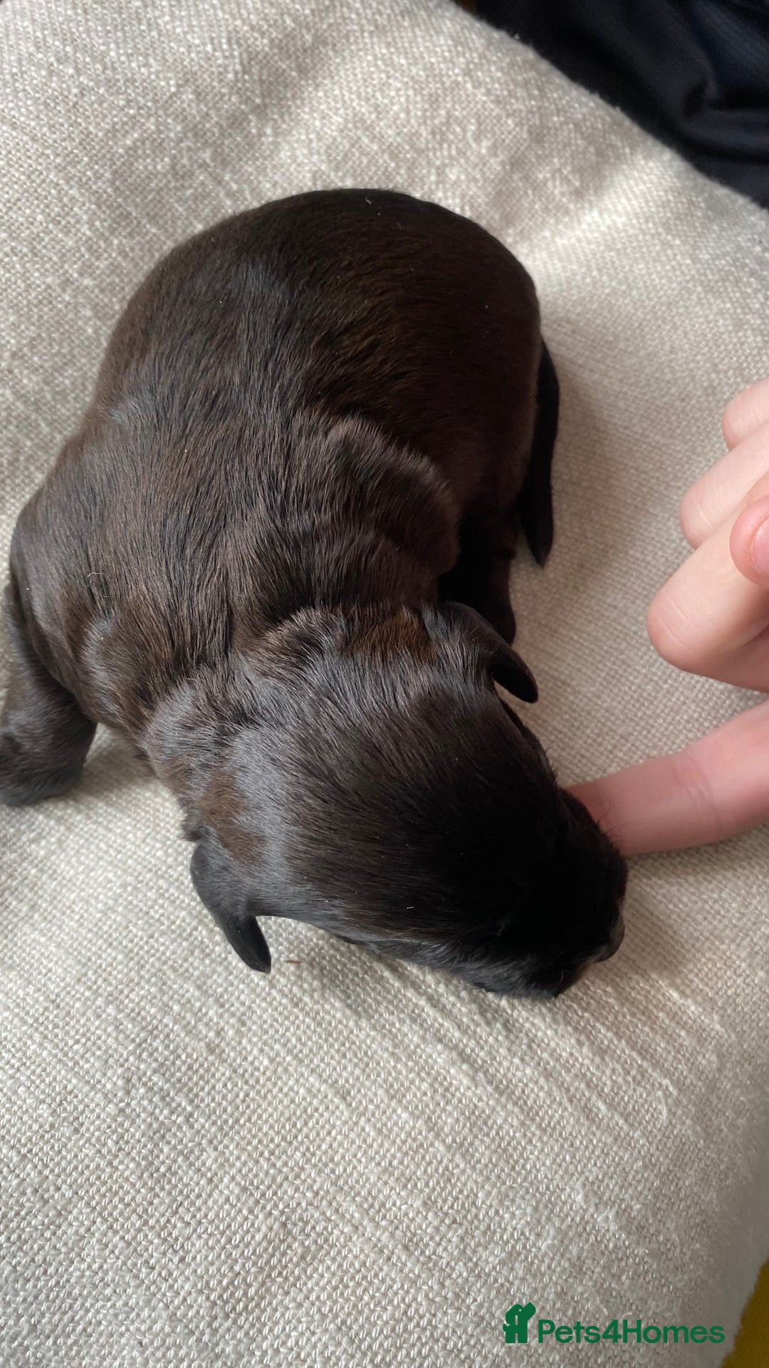 Jackapoo dogs for sale: Gorgeous Jackapoo Puppies Ready 17th November - Image 11