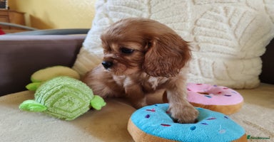 Cavalier King Charles Spaniel dogs - Advert 9