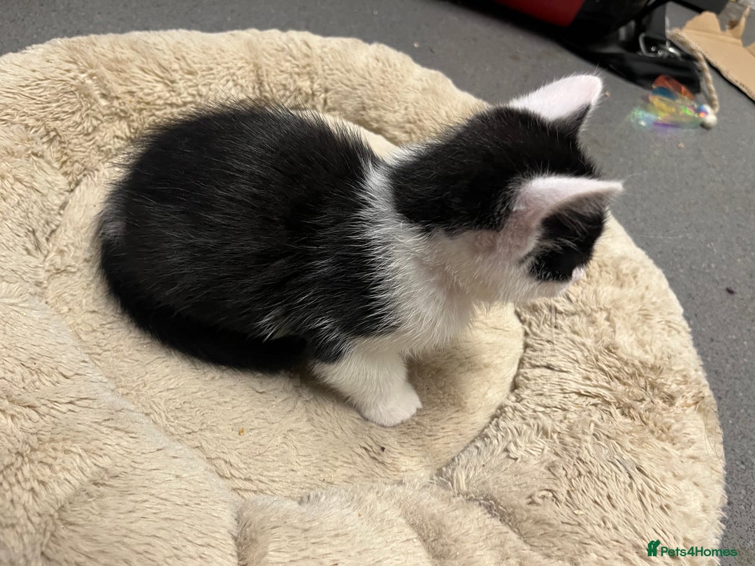 Mixed Breed cats for sale: 4 Handsome Male kittens 9week old - Advert 13