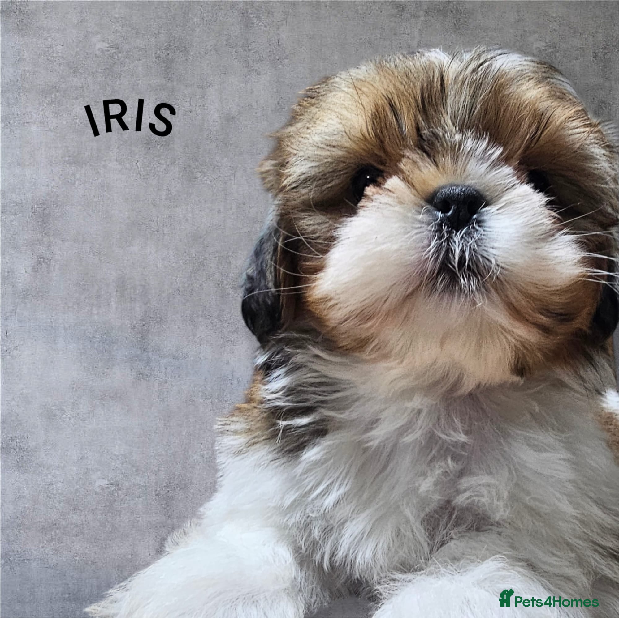 Shih Tzu dogs  💞 QUALITY STANDARD SHIH TZU COMING SOON💕 - Advert 1