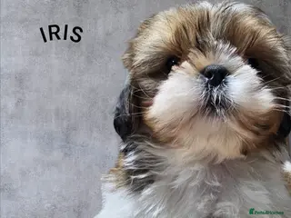 Shih Tzu dogs 💞 QUALITY STANDARD SHIH TZU COMING SOON💕 - Advert 4