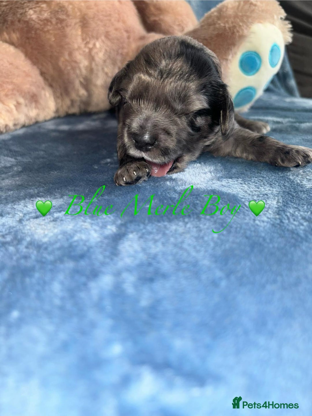 Cavapoo dogs for sale: BEAUTIFUL CAVAPOO PUPPIES HEALTH TESTED PARENTS  - Image 24