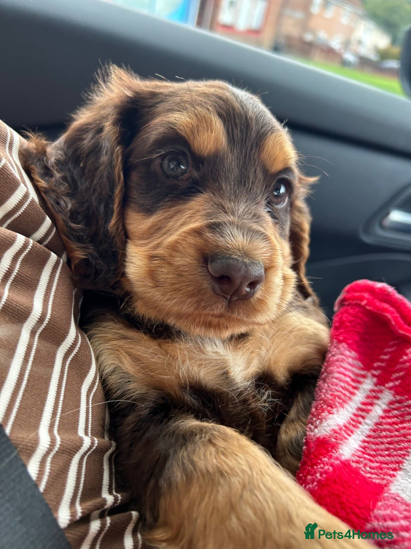 Cocker Spaniel dogs Chocolate/Tan Working Cocker Spaniel Puppy - Advert 1