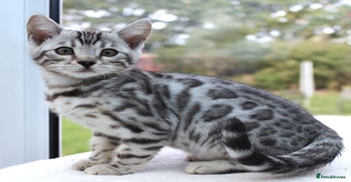 Bengal cats - Advert 7