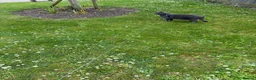 Chartreux cats for sale: Adorable Chartreux male needs new loving home - Advert 1