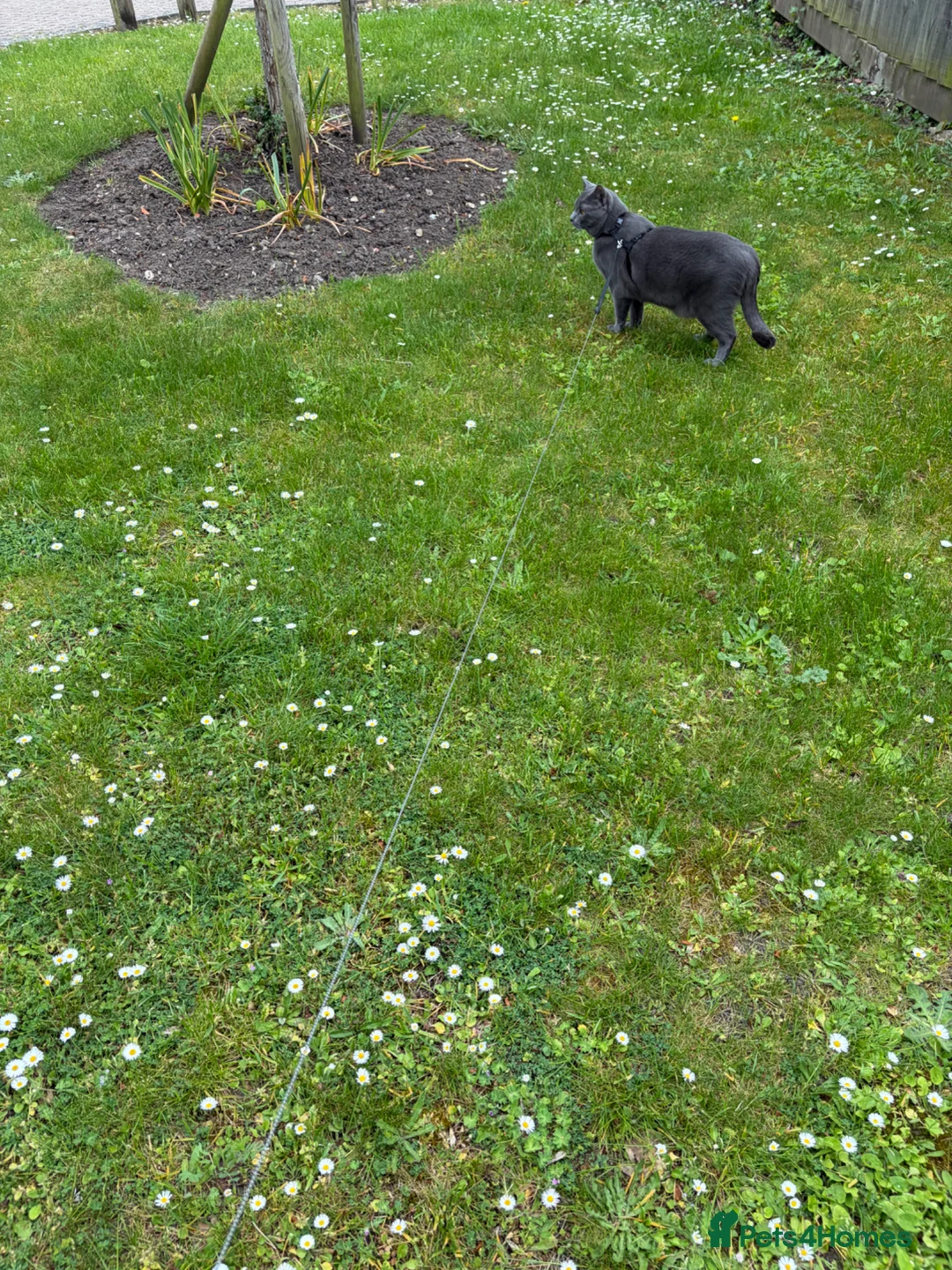 Chartreux cats for sale: Adorable Chartreux male needs new loving home - Advert 1