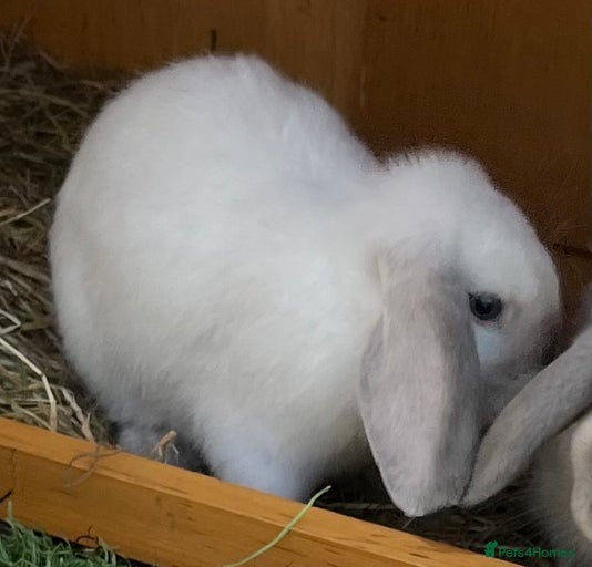 Gallery Image {{count}}