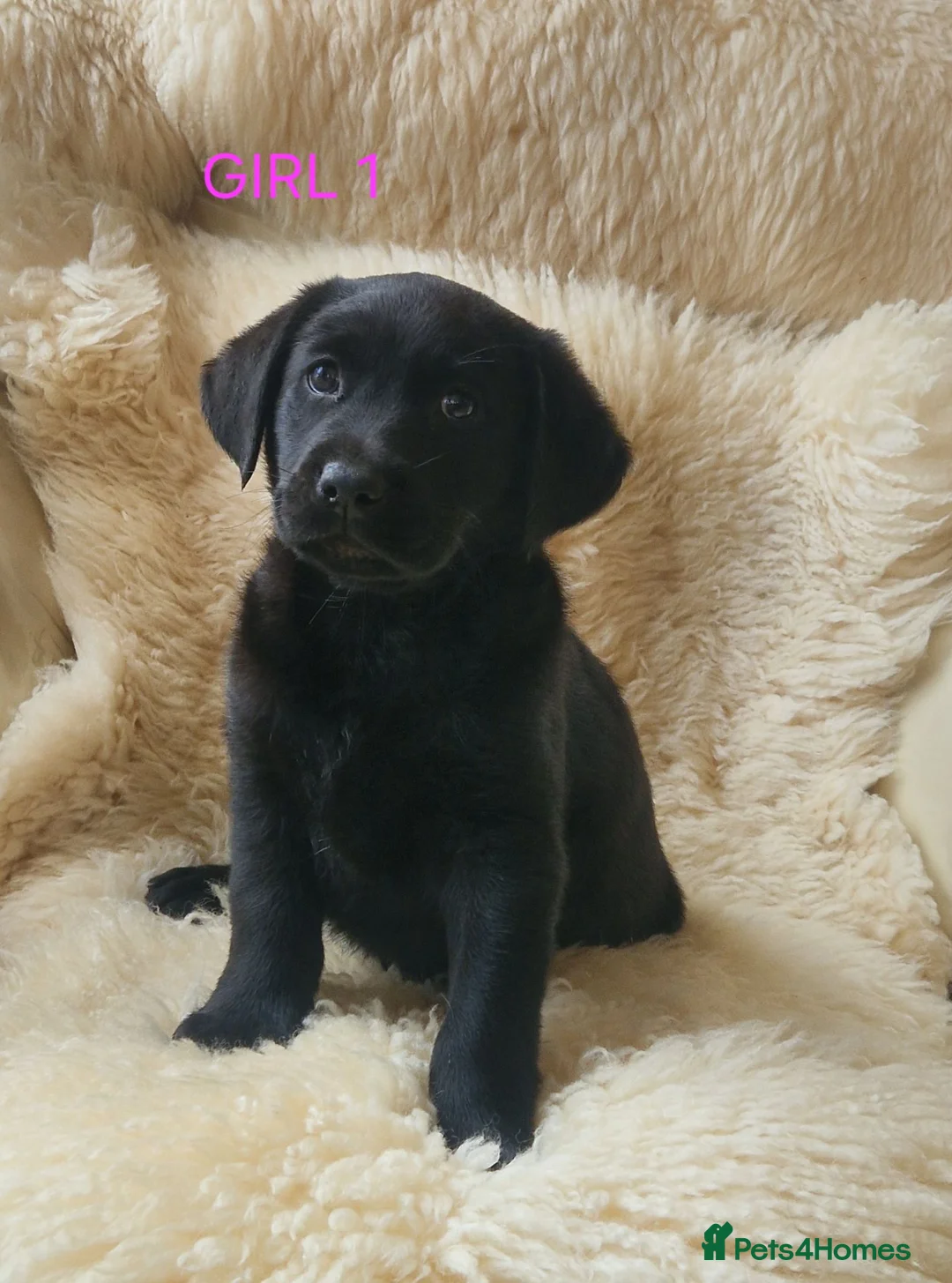Labrador Retriever dogs for sale: 🐕🐕 6 adorable old English Labrador puppys 🐕🐕 - Advert 2