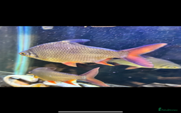 Piranhas fish for sale: RED BELLY PIRHANA/TINFOIL BARBS/PINKTAIL CHALCEUS - Image 7