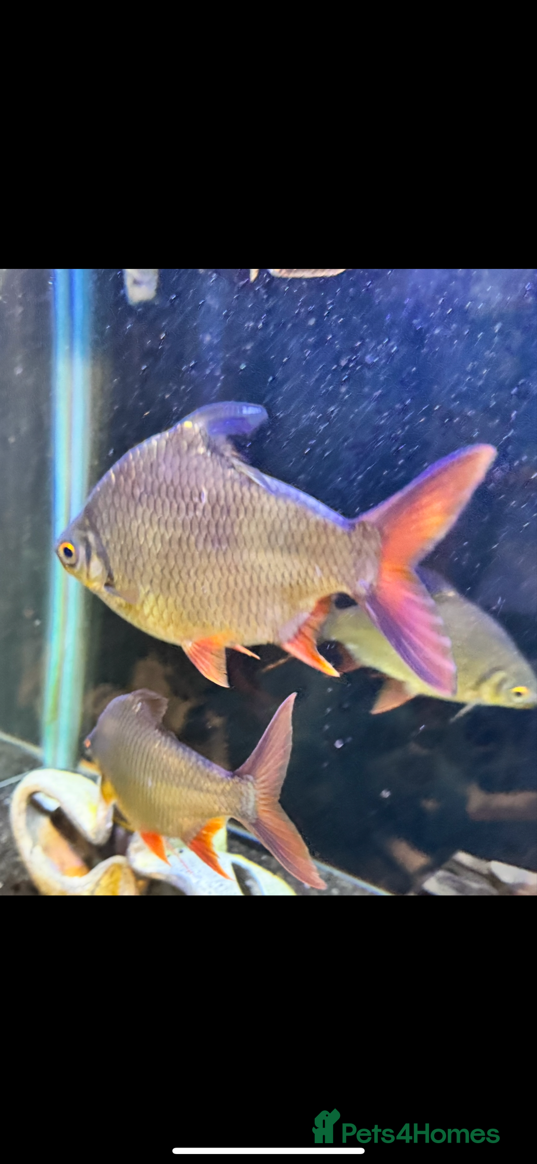 Piranhas fish for sale: RED BELLY PIRHANA/TINFOIL BARBS/PINKTAIL CHALCEUS - Image 7