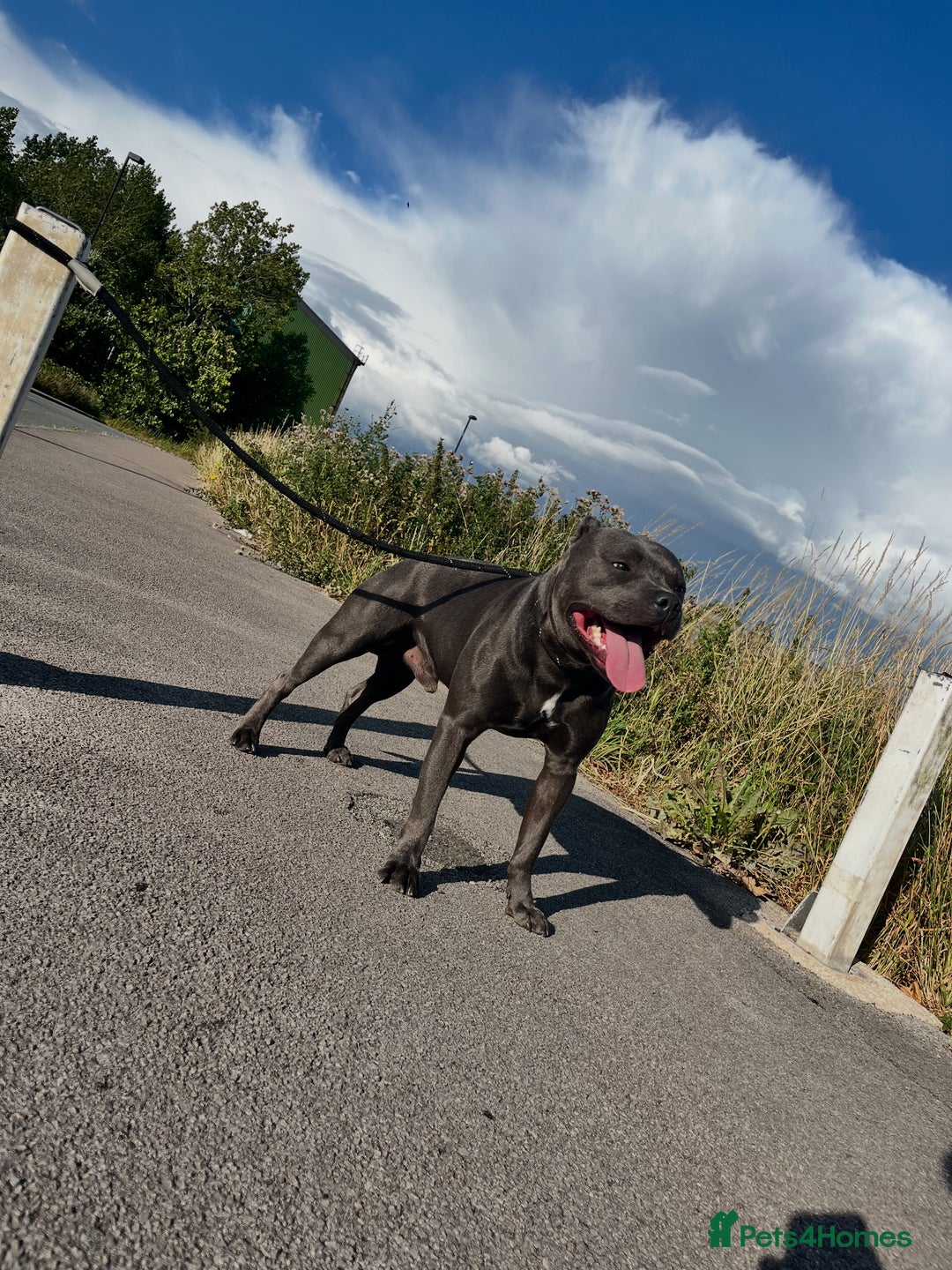 Staffordshire Bull Terrier dogs for sale: Kc registered Staffy for rehome 5 ⭐️ home needed  - Image 4