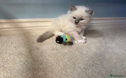 Ragdoll cats for sale:  gccf blue mitted girl champion lines 1 left  - Image 14
