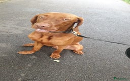 Hungarian Vizsla dogs for stud: Hungarian Vizsla stud in Warrington - Image 3