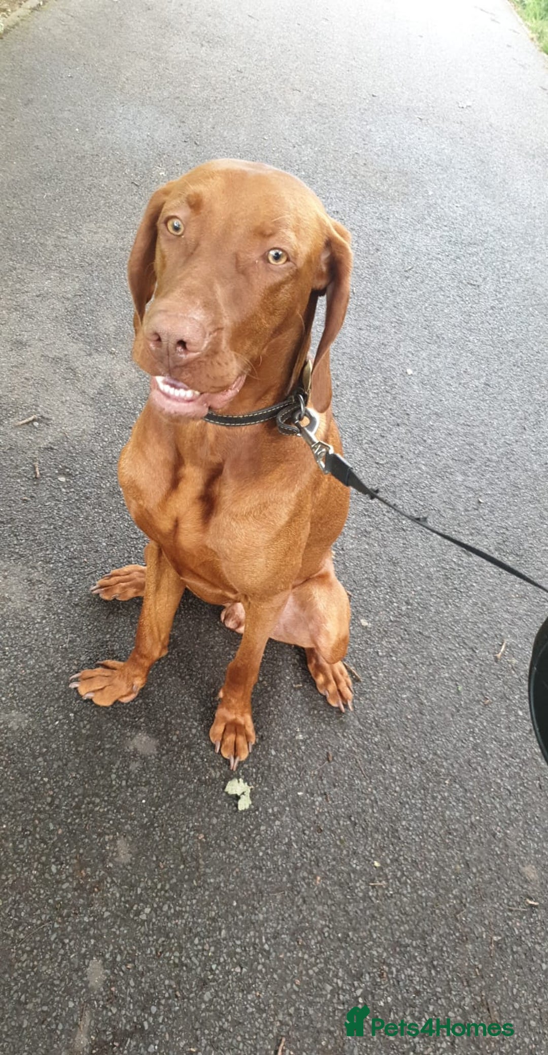 Hungarian Vizsla dogs for stud: Hungarian Vizsla stud in Warrington - Image 3