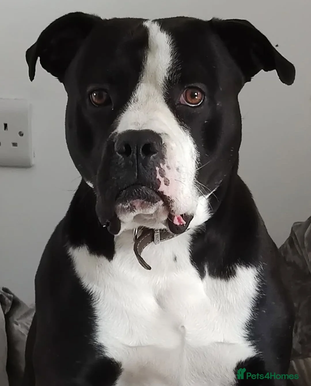 Mixed Breed dogs for stud: STUD FOR BREEDING  - Advert 2