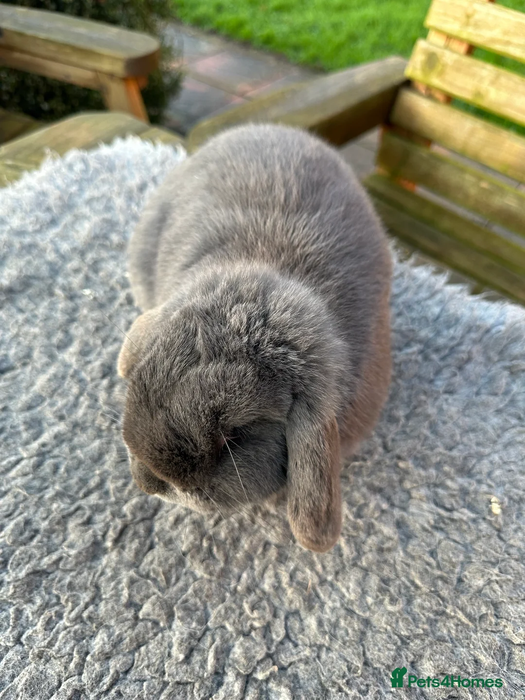 Mini Lop rabbits for sale: Grey mini lop girl ready to leave - Advert 2