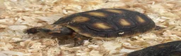 Tortoise reptiles for sale: Baby Red Foot Hatchlings - Advert 1