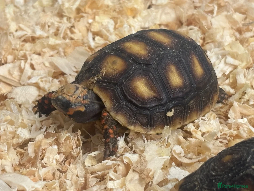 Tortoise reptiles for sale: Baby Red Foot Hatchlings - Advert 1