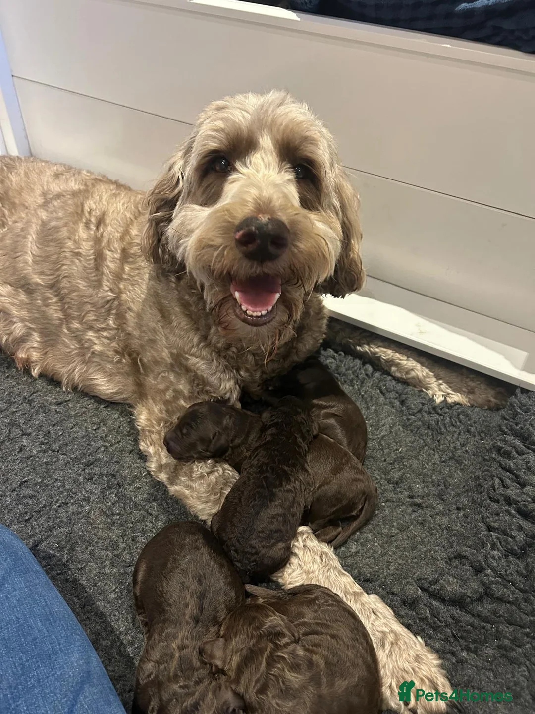 Labradoodle dogs for sale: Gorgeous Labradoodle Puppies - 3 left! - Advert 1