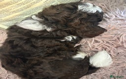 Shihpoo dogs for sale: Lovey shipooh pups  - Image 7